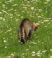Wildcat - Felis sylvestris © Teresa Farino